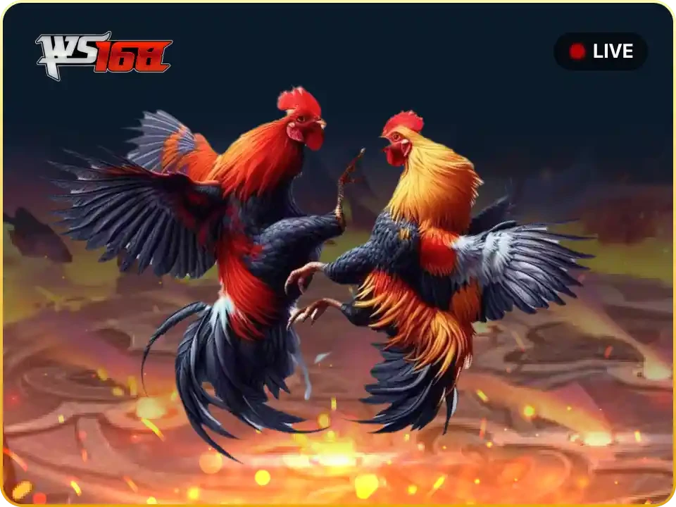 HO88 Đá Gà Live Ws168