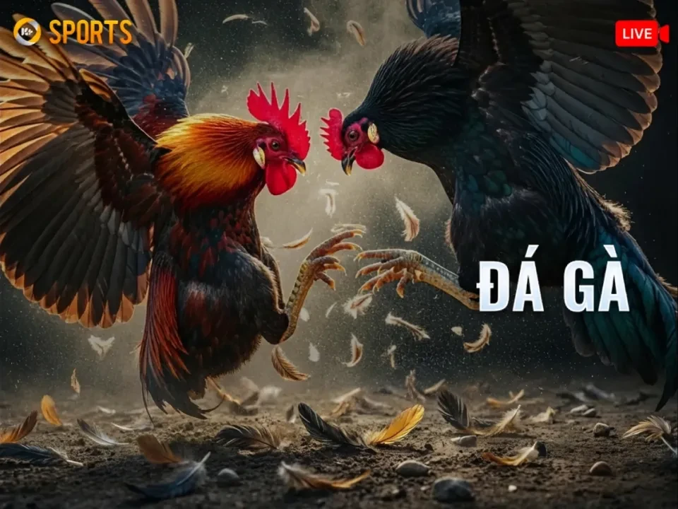HO88 Đá Gà K-Sports